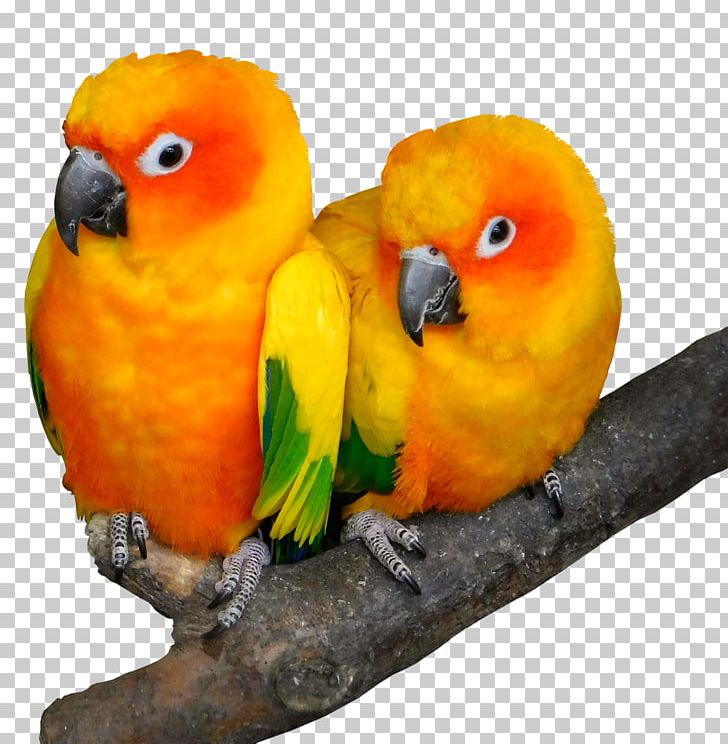 Lovebird Cockatoo Beak Parrots PNG, Clipart, Animals, Beak, Bird, Cockatoo, Common Pet Parakeet Free PNG Download