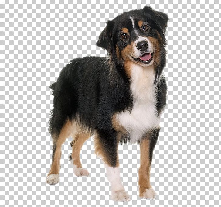 Australian Shepherd Puppy Photo-book PNG