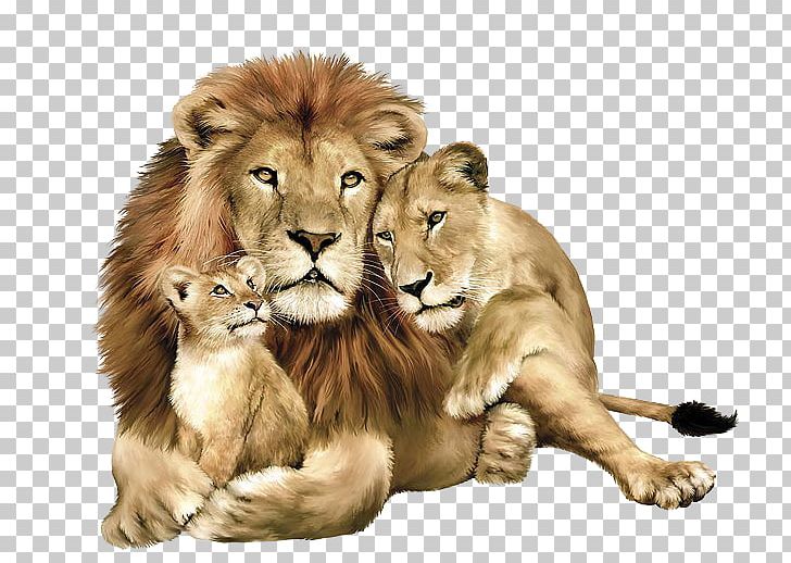 Gir Forest National Park Felidae Tiger Blanket Cat PNG, Clipart, Animals, Asiatic Lion, Big Cat, Big Cats, Blanket Free PNG Download