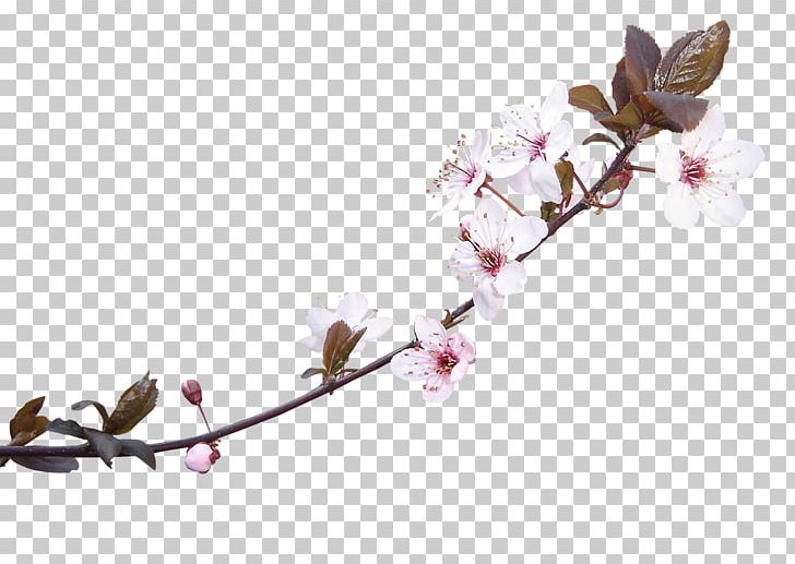Photography Cartoon PNG, Clipart, Branch, Creative Floral Patterns, Floral, Flower, Fruit Nut Free PNG Download