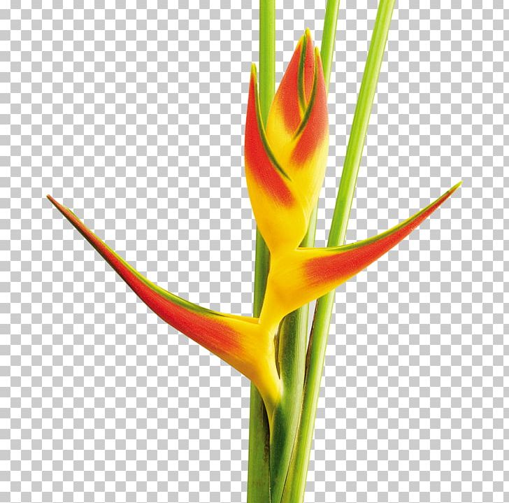 Lobster-claws Cut Flowers Bud Plant Stem PNG, Clipart, Beefsteak, Bud, Colombia, Colombians, Cut Flowers Free PNG Download