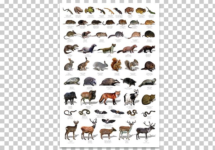 Wildlife Poster United Kingdom Bird PNG, Clipart, Animal, Animal Track, Bird, Cattle Like Mammal, Drawing Free PNG Download