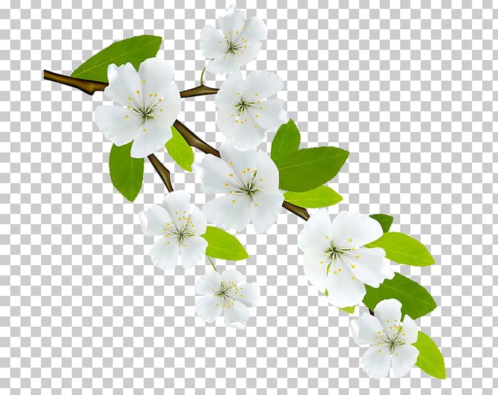 Branch Flowering Dogwood PNG, Clipart, Blossom, Branch, Cherry Blossom, Computer Software, Desktop Wallpaper Free PNG Download