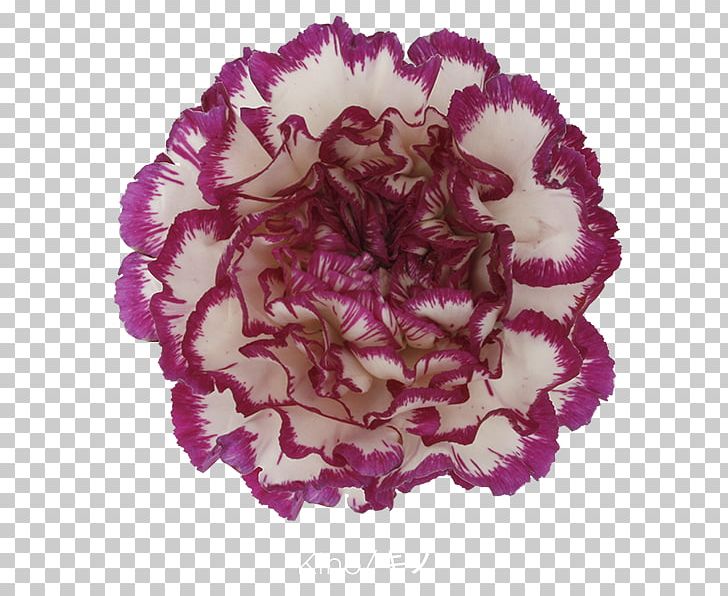 Carnation Cut Flowers Pink Petal PNG, Clipart, Carnation, Color, Cut Flowers, Flower, Green Free PNG Download