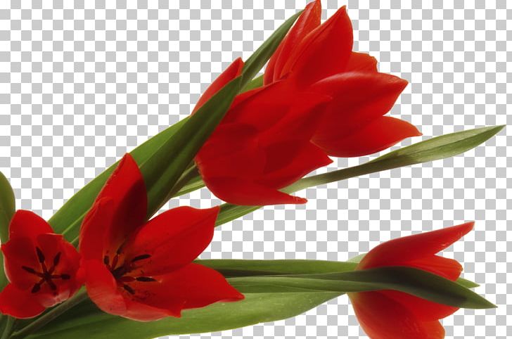 Tulip Cut Flowers Petal PNG, Clipart, Alstroemeriaceae, Amaryllis, Amaryllis Belladonna, Amaryllis Family, Chart Free PNG Download