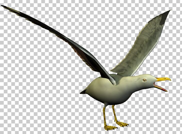 European Herring Gull Gulls Seabird Shorebirds PNG, Clipart, American Herring Gull, Animal, Animals, Beak, Bird Free PNG Download