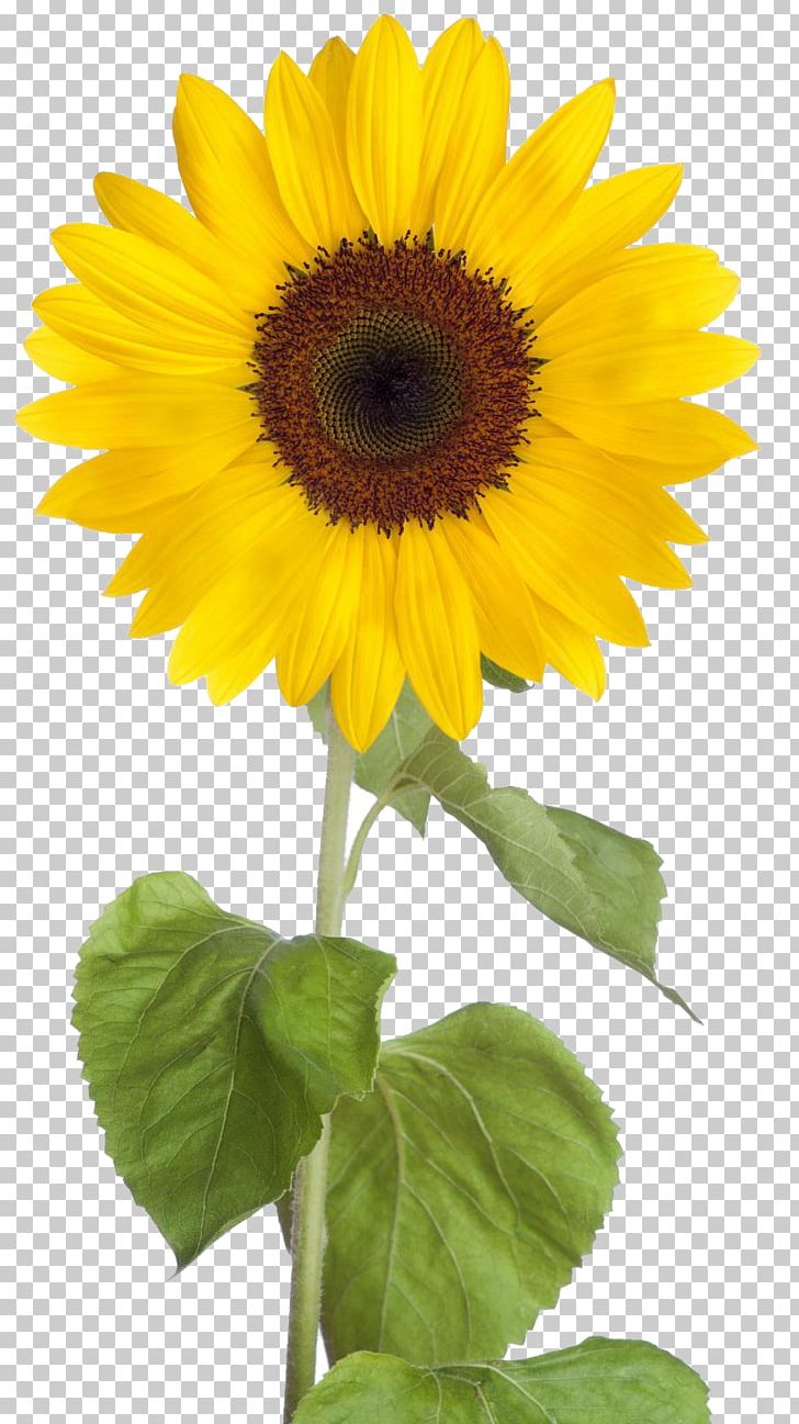 Common Sunflower PNG, Clipart, Annual Plant, Asterales, Clip Art, Common Sunflower, Daisy Family Free PNG Download
