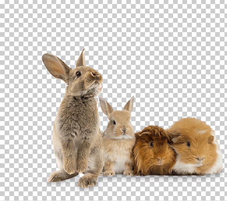 Lionhead Rabbit Domestic Rabbit Stock Photography Holland Lop PNG, Clipart, Animals, Domestic Rabbit, Dwarf Rabbit, Exotic Pet, Fauna Free PNG Download