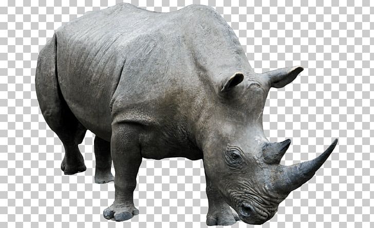 Rhinoceros PNG, Clipart, Computer Icons, Desktop Wallpaper, Dots Per Inch, Download, Fauna Free PNG Download