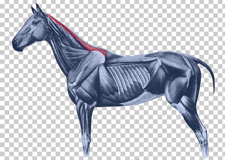 Equine Anatomy Horses Muscular System Of The Horse Muscle Mustang PNG, Clipart, Anatomy, Horse, Horse Harness, Horse Like Mammal, Horse Racing Free PNG Download