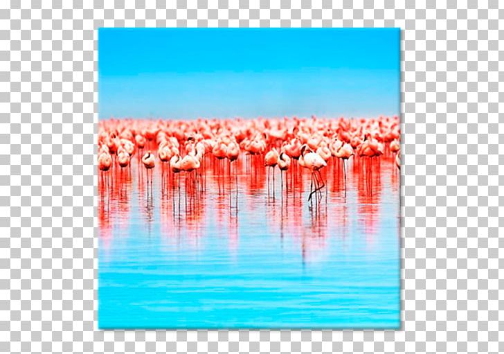 Greater Flamingo Frames Canvas Blejtram Tableau PNG, Clipart, Art, Blejtram, Canvas, Canvas Print, City Of Hobart Free PNG Download