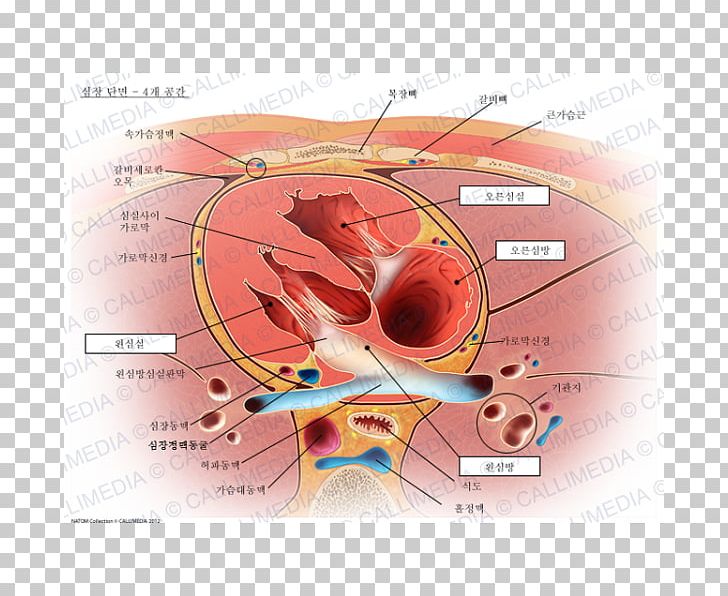 Heart Valve Atrium Left Ventricle Mitral Insufficiency PNG, Clipart, 360 Degrees, Anatomy, Aorta, Atrium, Circulatory System Free PNG Download