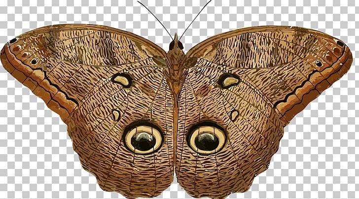 Owl Butterfly Insect Caligo Eurilochus PNG, Clipart, Attacus Atlas, Brassolini, Brown Background, Brush Footed Butterfly, Butterflies Free PNG Download