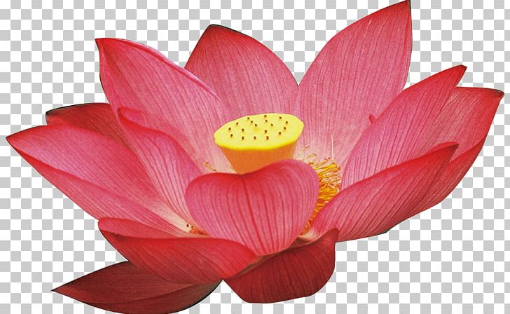Nelumbo Nucifera PNG, Clipart, Aquatic Plant, Chinese, Chinese Style, Diagram, Download Free PNG Download