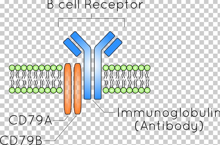 B-cell Receptor B Cell Antibody Antigen PNG, Clipart, Area, B Cell, Bcell Receptor, Brand, Cell Free PNG Download