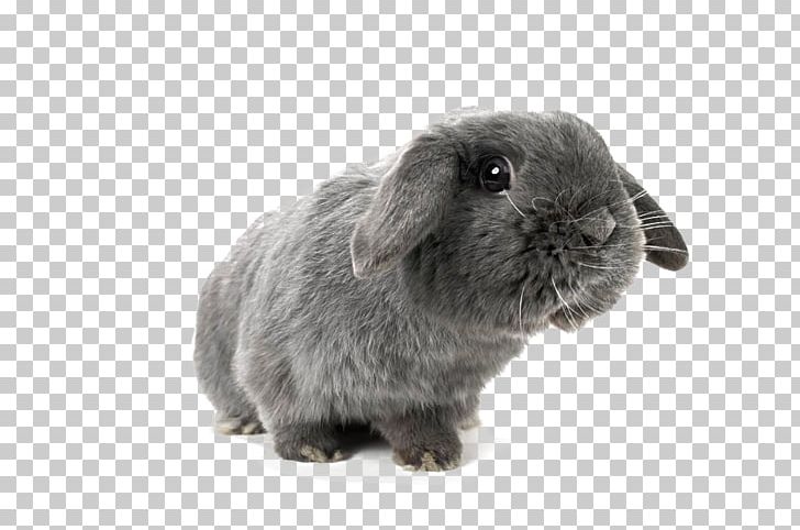 Holland Lop Domestic Rabbit Miniature Lop Hare PNG, Clipart, Animal, Animals, Anime Girl, Background Black, Black Background Free PNG Download