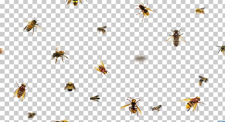 Honey Bee Insect Animal PNG, Clipart, Animal, Arachnid, Arthropod, Bee, Creative Market Free PNG Download