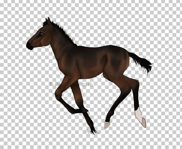 Mustang Pony Stallion Foal Silhouette PNG, Clipart, Ahs, Bridle, Colt, Fauna, Feral Horse Free PNG Download
