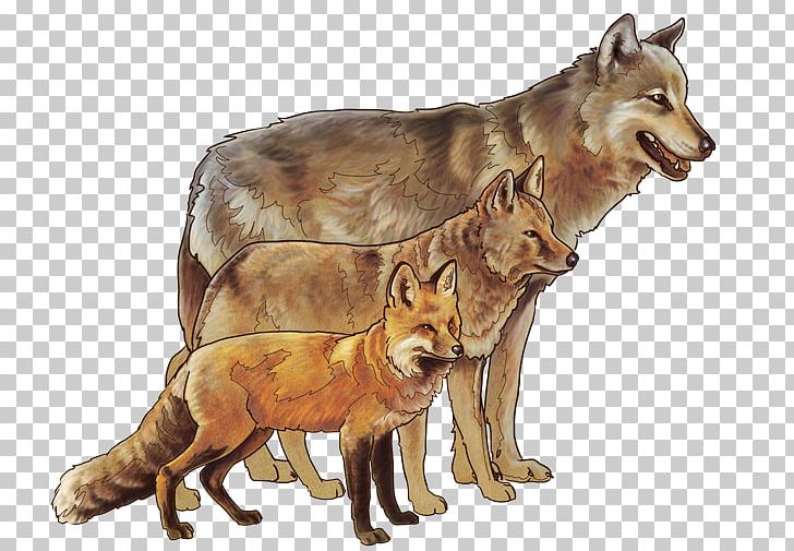 Red Fox Coyote Siberian Husky Yellowstone National Park PNG, Clipart, Animal, Animals, Canidae, Carnivoran, Coyote Free PNG Download