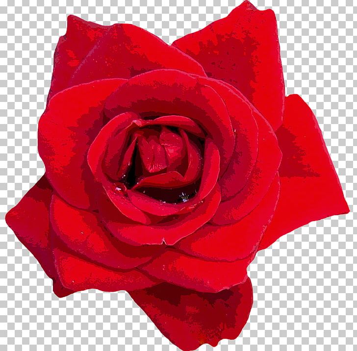 Rose Oil Flower PNG, Clipart, China Rose, Cut Flowers, Essential Oil, Floribunda, Flower Free PNG Download