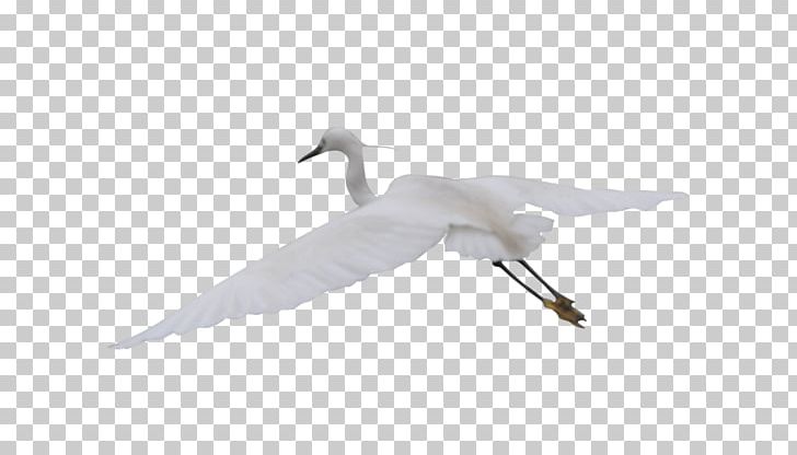 Cygnini Feather Beak Wing Seabird PNG, Clipart, Animal, Beak, Bird, Crane, Cygnini Free PNG Download