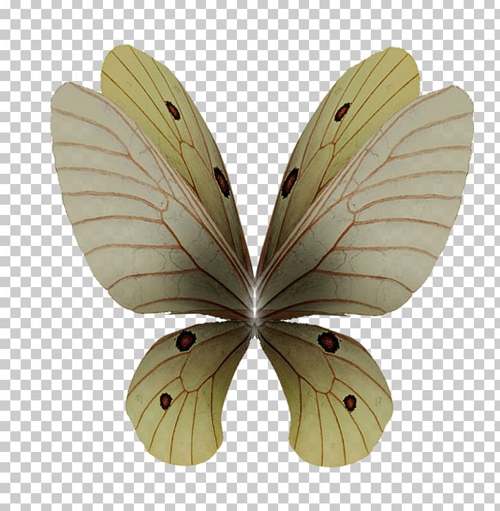 Silkworm Moth PNG, Clipart, Angel Wings, Bombycidae, Butterfly, Insect, Invertebrate Free PNG Download