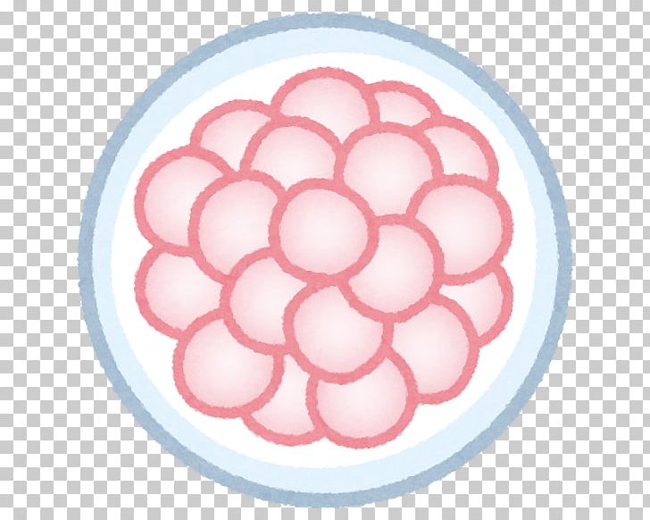 Zygote Fertilisation Pregnancy Fallopian Tube Egg Cell PNG, Clipart, Blastocyst, Cell Body, Cell Division, Circle, Egg Free PNG Download