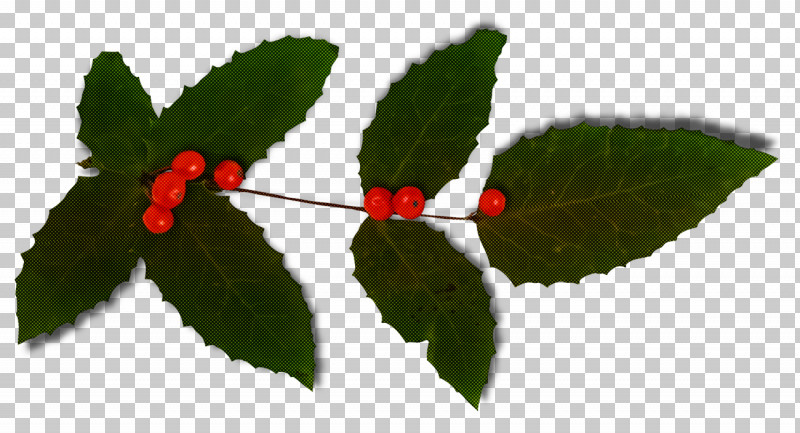 Christmas Holly Ilex Holly PNG, Clipart, Cherry, Christmas, Christmas Holly, Flower, Fruit Free PNG Download