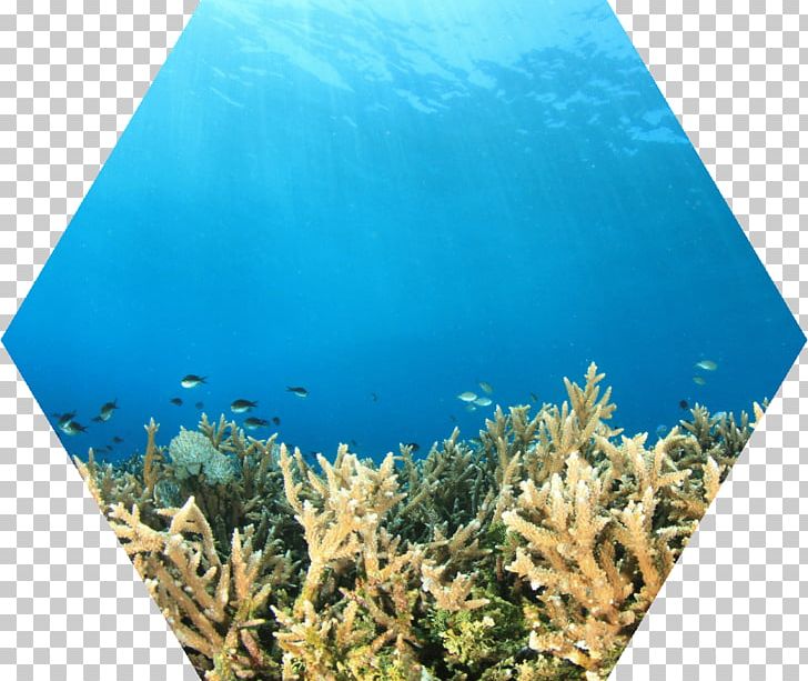 Coral Reef Fish Water Ecosystem PNG, Clipart, Aqua, Coral, Coral Reef, Coral Reef Fish, Diet Free PNG Download
