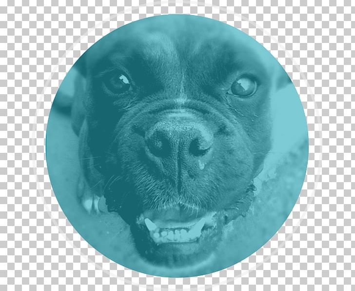 Dog Food Bark Dog Collar PNG, Clipart, Animals, Animal Shelter, Bark, Carnivoran, Collar Free PNG Download