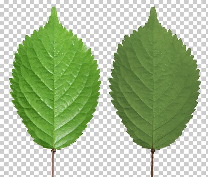 Leaf Texture Mapping Blender Tree PNG, Clipart, 3d Computer Graphics, Autodesk 3ds Max, Birch, Blender, Blender 3 D Free PNG Download