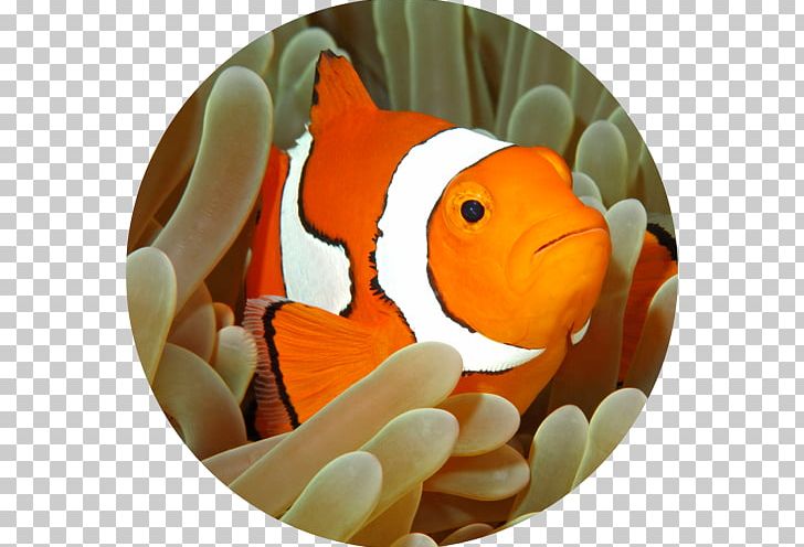 Tomato Clownfish Ocellaris Clownfish Sea Anemone Stock Photography PNG, Clipart, Anemone Fish, Anemonefishes, Animals, Beak, Clownfish Free PNG Download