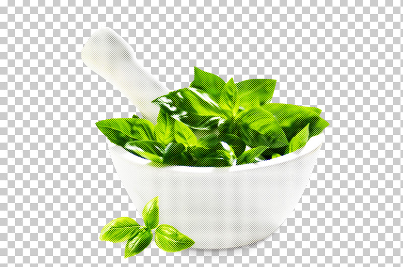 Leaf Herbal Basil Plant Food PNG, Clipart, Basil, Flower, Food, Herb, Herbal Free PNG Download