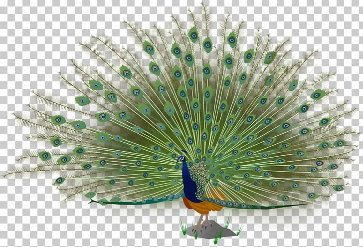 Asiatic Peafowl Bird Green Peafowl PNG, Clipart, Animals, Asiatic, Asiatic Peafowl, Autocad Dxf, Beak Free PNG Download