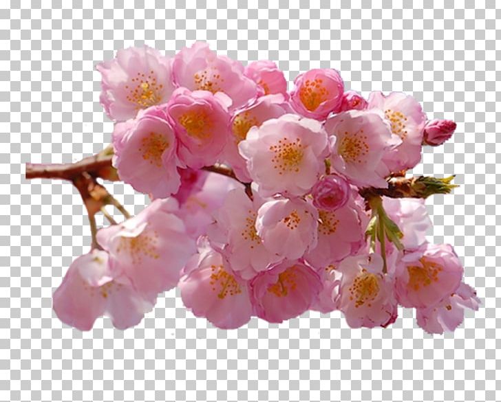 Flower Bouquet Petal Desktop PNG, Clipart, Blossom, Branch, Cherry Blossom, Color, Cut Flowers Free PNG Download