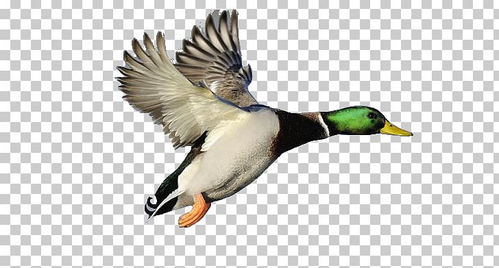 Mallard Duck Free Content PNG, Clipart, Beak, Bird, Blog, Cartoon, Computer Icons Free PNG Download