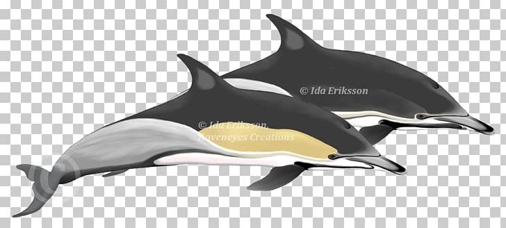 Short-beaked Common Dolphin Tucuxi Oceanic Dolphin Tarifa PNG, Clipart,  Free PNG Download