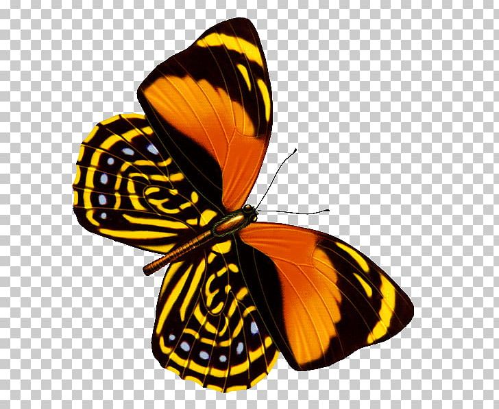 Butterfly Web Browser Graphic Design PNG, Clipart, Adobe Flash, Arthropod, B 5, Brilliant, Brush Footed Butterfly Free PNG Download
