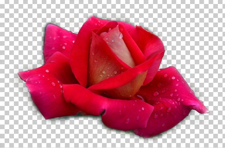 Garden Roses Beach Rose Rosa Chinensis PNG, Clipart, Adobe Illustrator, Closeup, Color, Designer, Download Free PNG Download