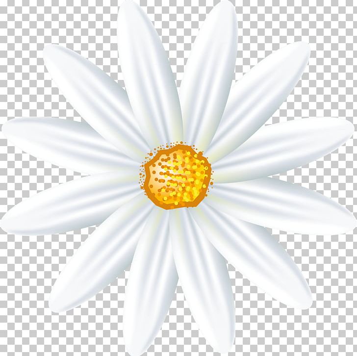 Roman Chamomile Oxeye Daisy Daisy Family German Chamomile PNG, Clipart, Advertising, Aster, Camomile, Chamaemelum, Chamaemelum Nobile Free PNG Download