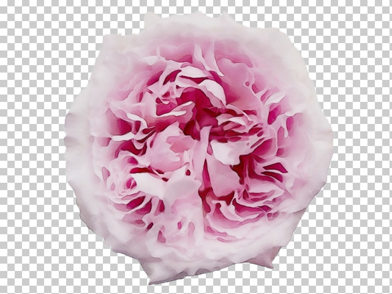 Garden Roses PNG, Clipart, Cabbage Rose, Carnation, Cut Flowers, Flower, Garden Free PNG Download