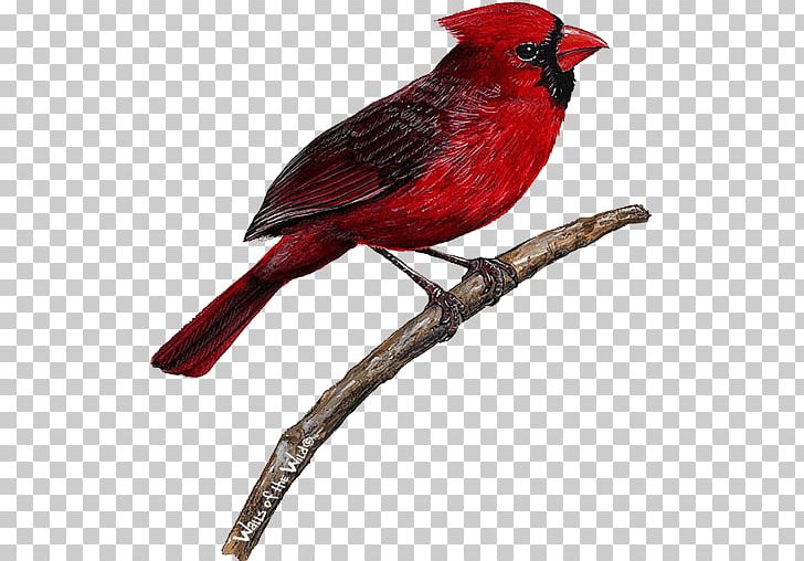 Bird Wall Decal Northern Cardinal PNG, Clipart, Animals, Applique, Beak, Bird, Bird Feeders Free PNG Download