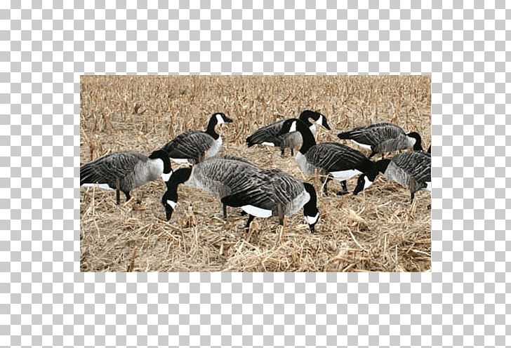 Snow Goose Duck Canada Goose Decoy PNG, Clipart, Beak, Bird, Canada Goose, Decoy, Duck Free PNG Download