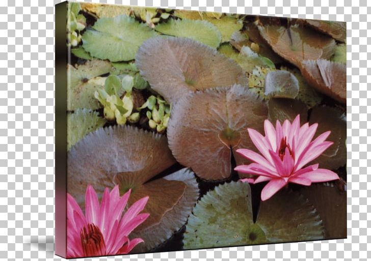 Wildflower Petal Aquatic Plants PNG, Clipart, Aquatic Plant, Aquatic Plants, Flora, Flower, Flowering Plant Free PNG Download