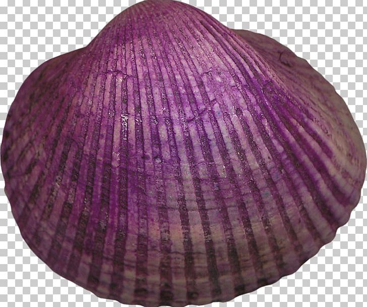 Cockle Mollusc Shell Seashell Veneroida Violet PNG, Clipart, Animals, Clam, Clams Oysters Mussels And Scallops, Cockle, Color Free PNG Download