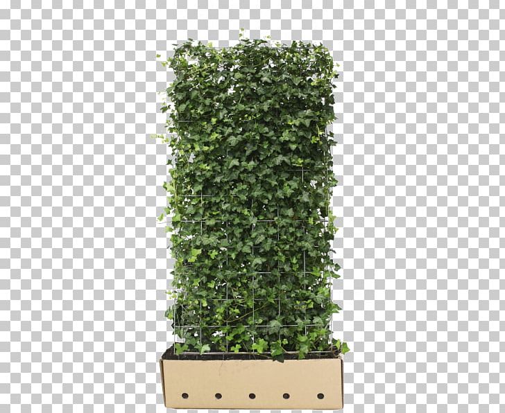 Common Ivy Hedera Hibernica Hedge Vine English Yew PNG, Clipart,  Free PNG Download