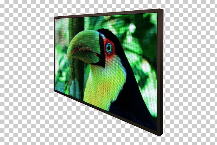 Display Device Macaw Frog LED Display Information PNG, Clipart, Amphibian, Animals, Beak, Color, Computer Monitors Free PNG Download