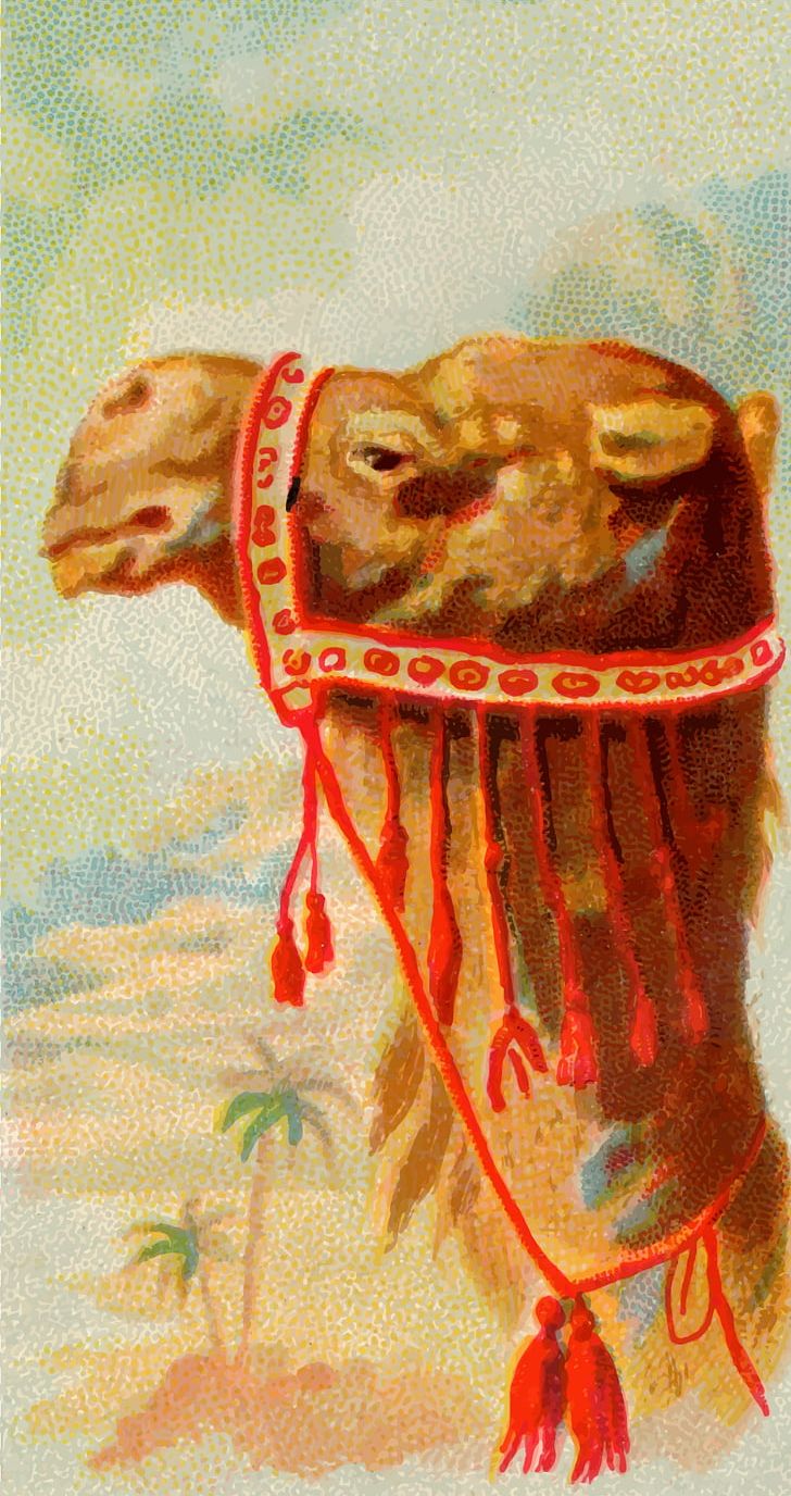 Dromedary Stock Photography Camel PNG, Clipart, Alamy, Allen Ginter, Animals, Art, Camel Free PNG Download