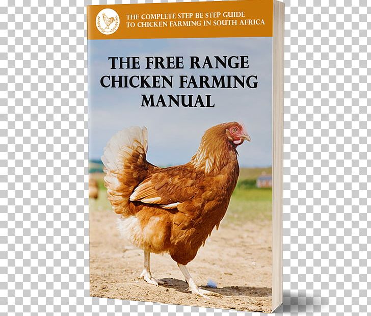 Rooster Chicken Broiler Poultry Farming Free Range PNG, Clipart, Advertising, Animal Husbandry, Animals, Avian, Beak Free PNG Download
