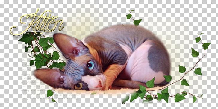 Sphynx Cat Fauna Snout PNG, Clipart, Cat, Cat Like Mammal, Fauna, Hairless Cat, Small To Medium Sized Cats Free PNG Download